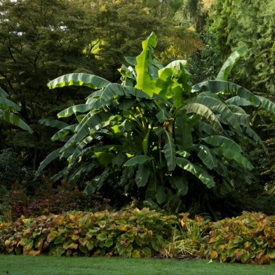 Musa basjoo, Basjoohampa/Japansk banan, SQ5