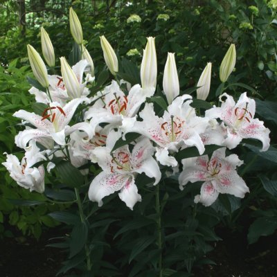 Lilium hybr. Muscadet, Orientalisk Lilja, P11cm