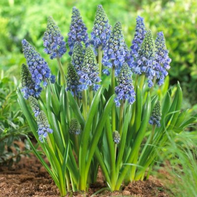 Armenisk Pärlhyacint Muscari armeniacum Artist 15st