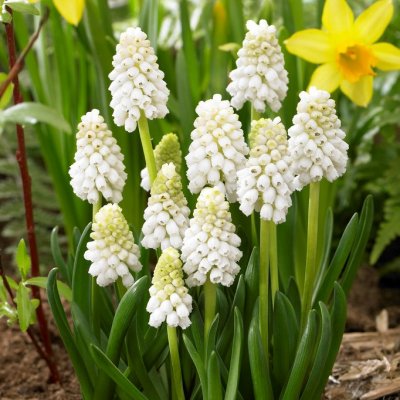 Persisk Pärlhyacint Muscari aucheri White Magic 10st