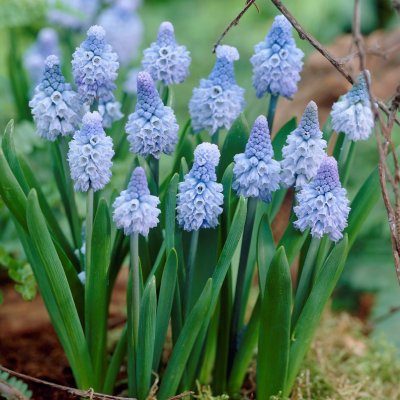 Dvärghyacint Muscari azureum 15st