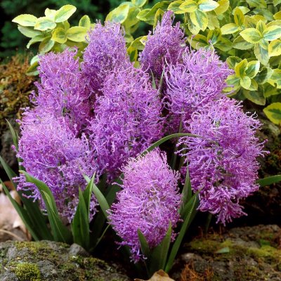 Plymhyacint Muscari comosum Plumosum 10st