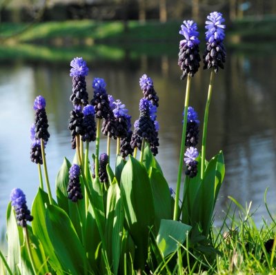 Bredbladig Pärlhyacint Muscari latifolium 15st
