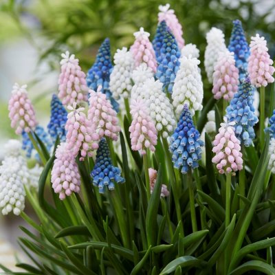 Muscari Mix 20st