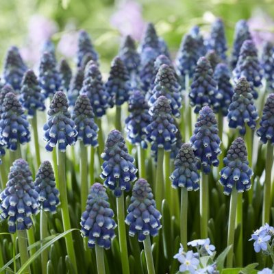 Armenisk Pärlhyacint Muscari armeniacum Night Eyes ® 10st