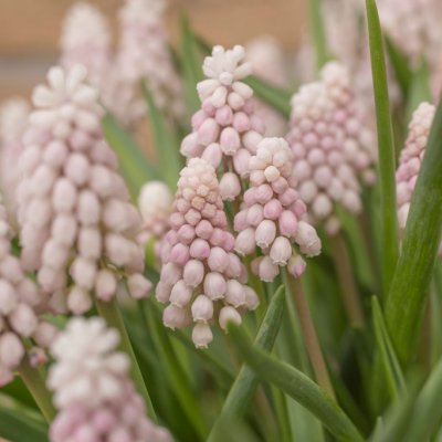 Pärlhyacint Muscari Pink Sunrise 5st