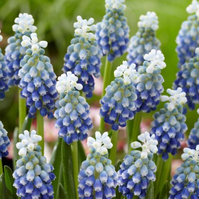 Armenisk Pärlhyacint Muscari armeniacum Touch of Snow 10st