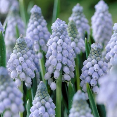 Armenisk Pärlhyacint Muscari armeniacum Valerie Finnis 15st