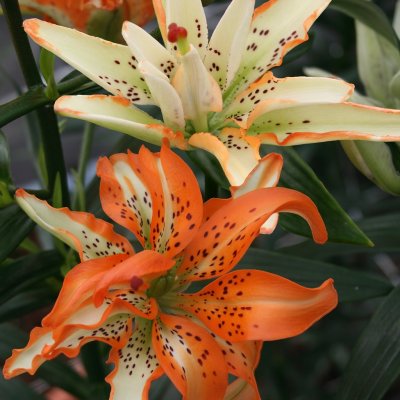 Asiatisk Lilja Must See 3st