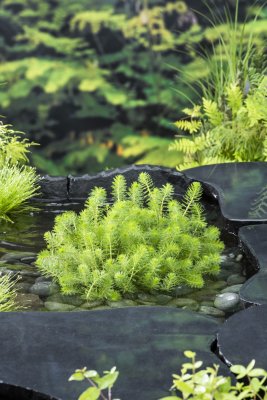 Myriophyllum crispatum, Krusslinga