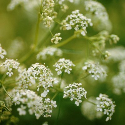 Myrrhis odorata, Spansk Körvel, SQ1