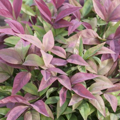 Nandina domestica Blush Pink ®