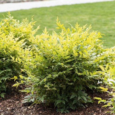 Nandina domestica Lemon & Lime ®, Nandina/Himmelskbambu