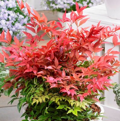 Nandina domestica Obsessed ® (Seika), Nandina/Himmelskbambu, C3