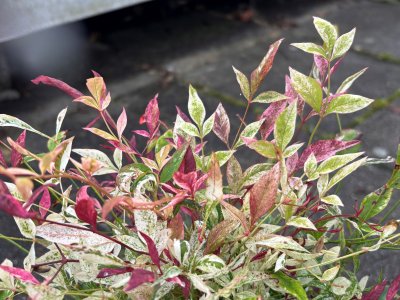 Nandina domestica Red Light, Himmelsbambuträ/Nandina