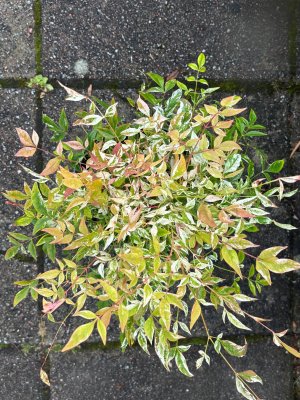 Nandina domestica Red Light, Himmelsbambuträ/Nandina
