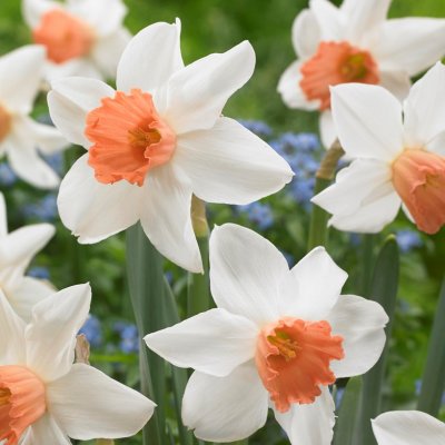 Stjärnnarciss Narcissus Accent 5st