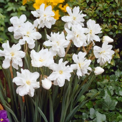 Pingstlilja Fylld Narcissus Albus Plenus 5st
