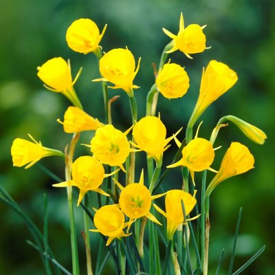 Krinolinnarciss Narcissus bulbocodium 10st