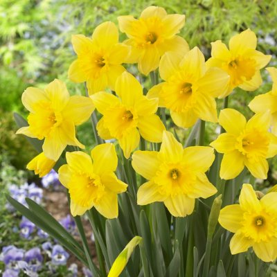 Stjärnnarciss Narcissus Carlton 5st