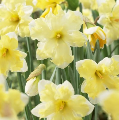 Stjärnnarciss Narcissus Cassata 5st
