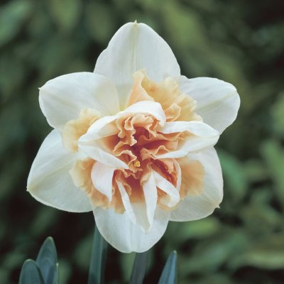 Narcissus x incomarabilis Delnashaugh