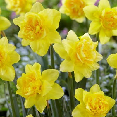Stjärnnarciss Narcissus Dick Wilden 5st