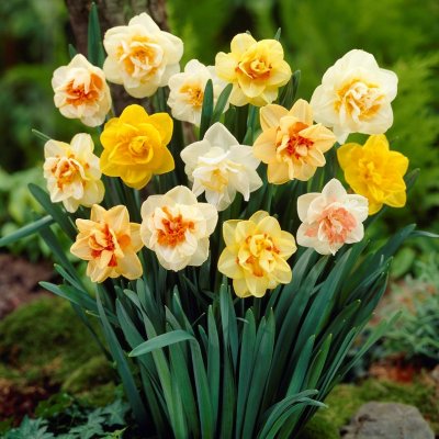 Stjärnnarciss Narcissus Fylld Mix 5st