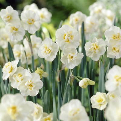Narciss Narcissus Erlicheer 5st
