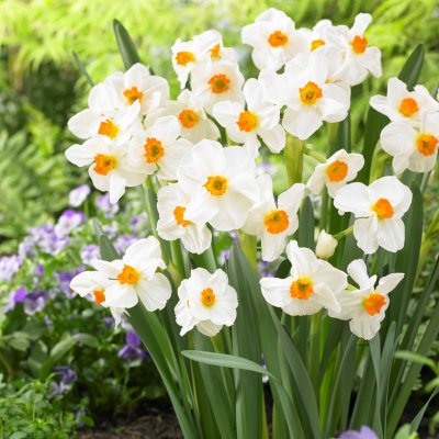Bukettnarciss Narcissus Geranium 5st