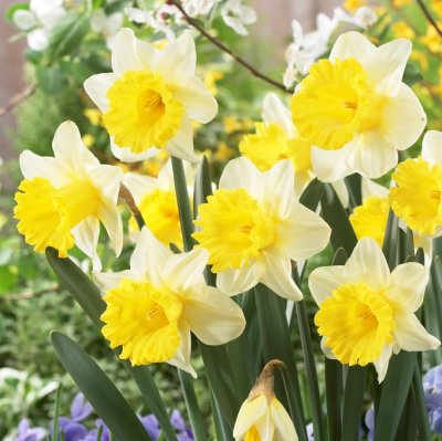 Påsklilja Narcissus Goblet 5st