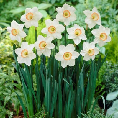 Stjärnnarciss Narcissus High Society 5st