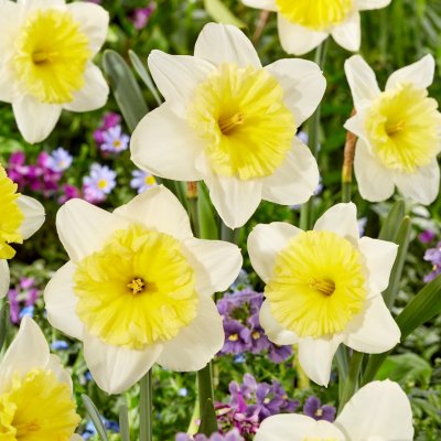 Stjärnnarciss Narcissus Ice Follies 5st