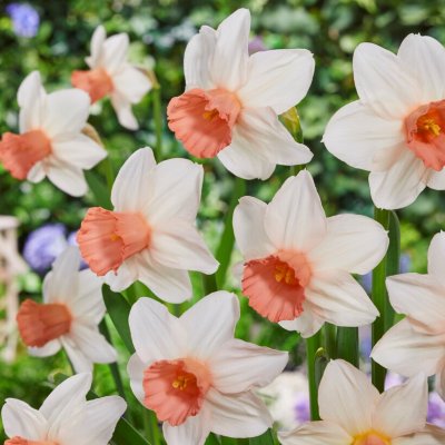 Cyclamineusnarciss Narcissus cyclamineus Iwona 5st