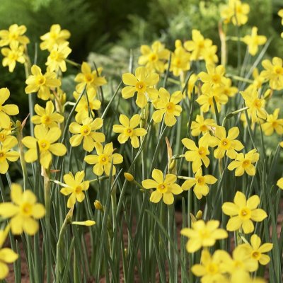 Narcissus jonquilleus Baby Moon