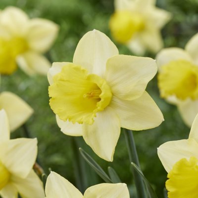 Stjärnnarciss Narcissus Ladea 5st