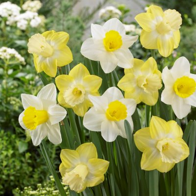 Narciss Narcissus Mainstreet Mix 5st