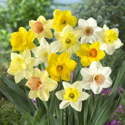 Narciss Narcissus Mix 6st