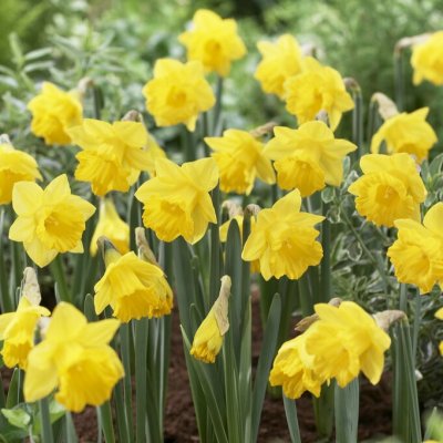 Narciss Narcissus obvallaris 5st
