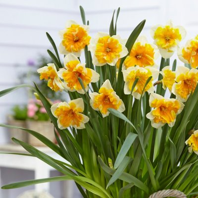 Stjärnnarciss Narcissus Orangery 5st