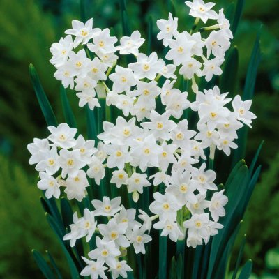 Narciss Narcissus Paper White 5st