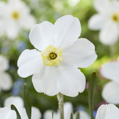 Narciss Narcissus Polar Ice 5st