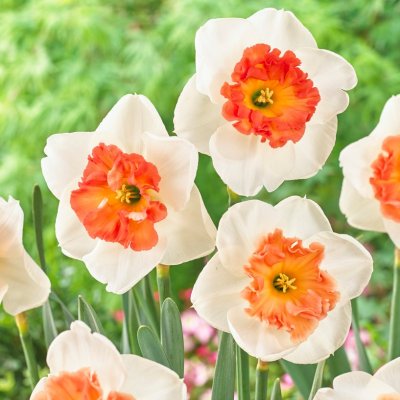 Stjärnnarcciss Narcissus Precocious 5st
