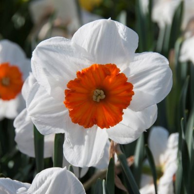 Stjärnnarciss Narcissus Professor Einstein 5st
