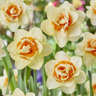Narciss Narcissus Romantic Paradise 5st