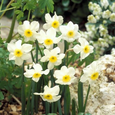 Narciss Narcissus Segovia 10st