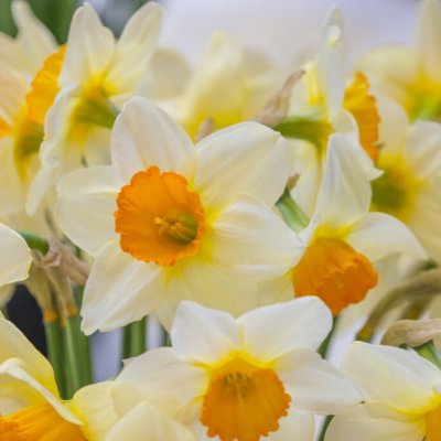 Narcissus x incomparabilis Sempre Avanti