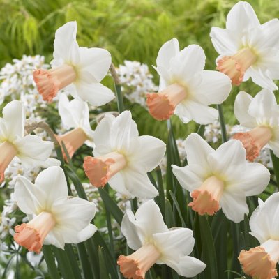Stjärnnarciss Narcissus Skype 5st
