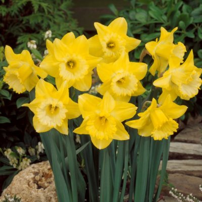Påsklilja Narcissus Spellbinder 5st