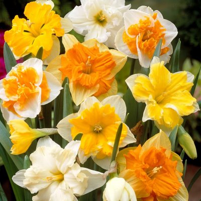 Stjärnnarciss Narcissus Split Corona Mix 5st